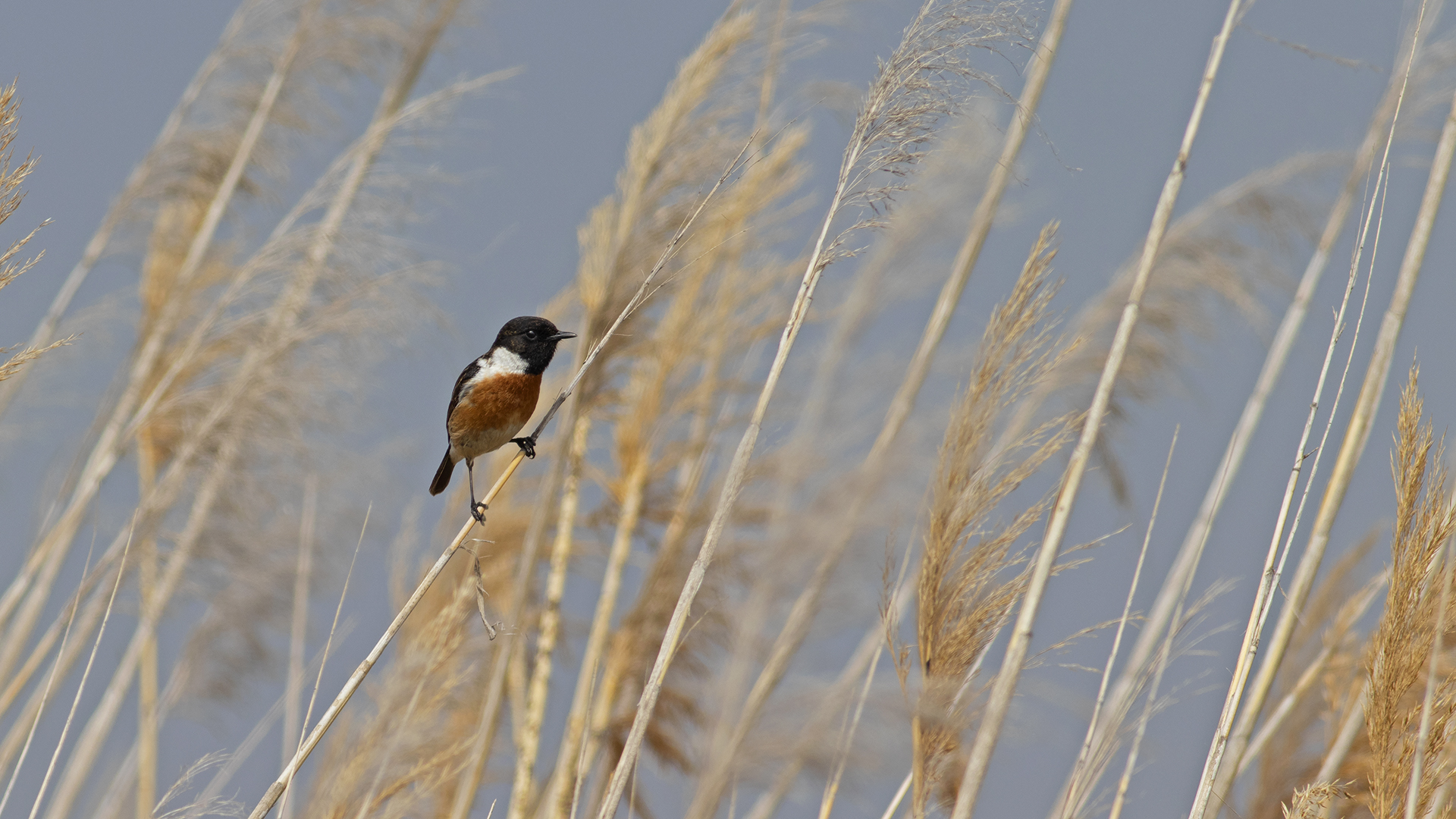 European Stonechat